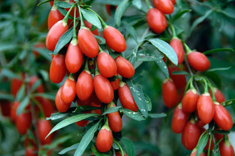Anti Aging Foods: Goji Berries