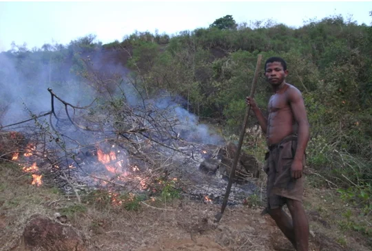Slash and Burn Agriculture - The Arson Of Mother Nature for Profit!