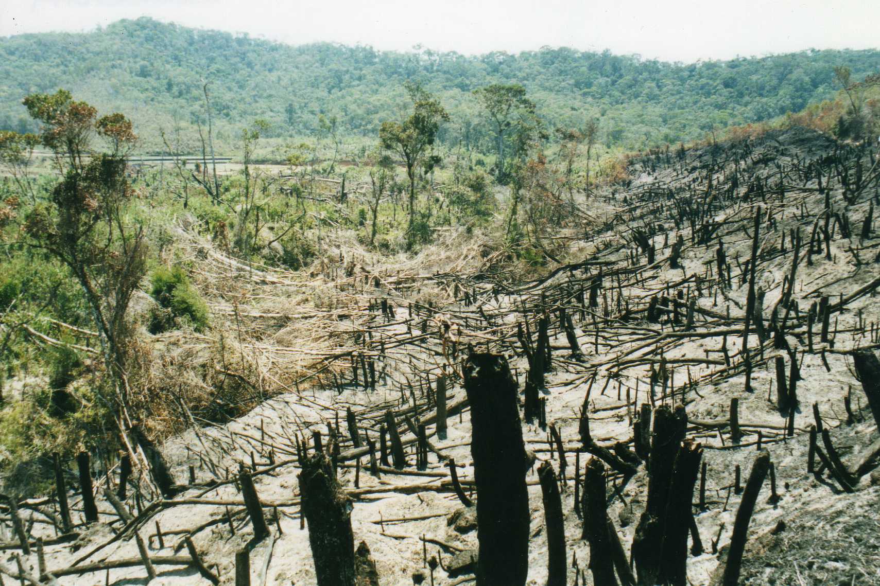 Slash and Burn Agriculture - The Arson Of Mother Nature for Profit!