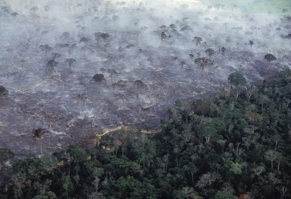 Slash and Burn Agriculture - The Arson Of Mother Nature for Profit!