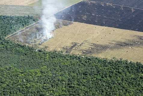 Slash and Burn Agriculture - The Arson Of Mother Nature for Profit!
