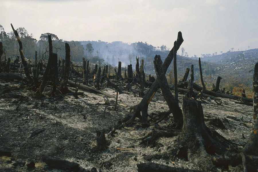 Slash and Burn Agriculture - The Arson Of Mother Nature for Profit!
