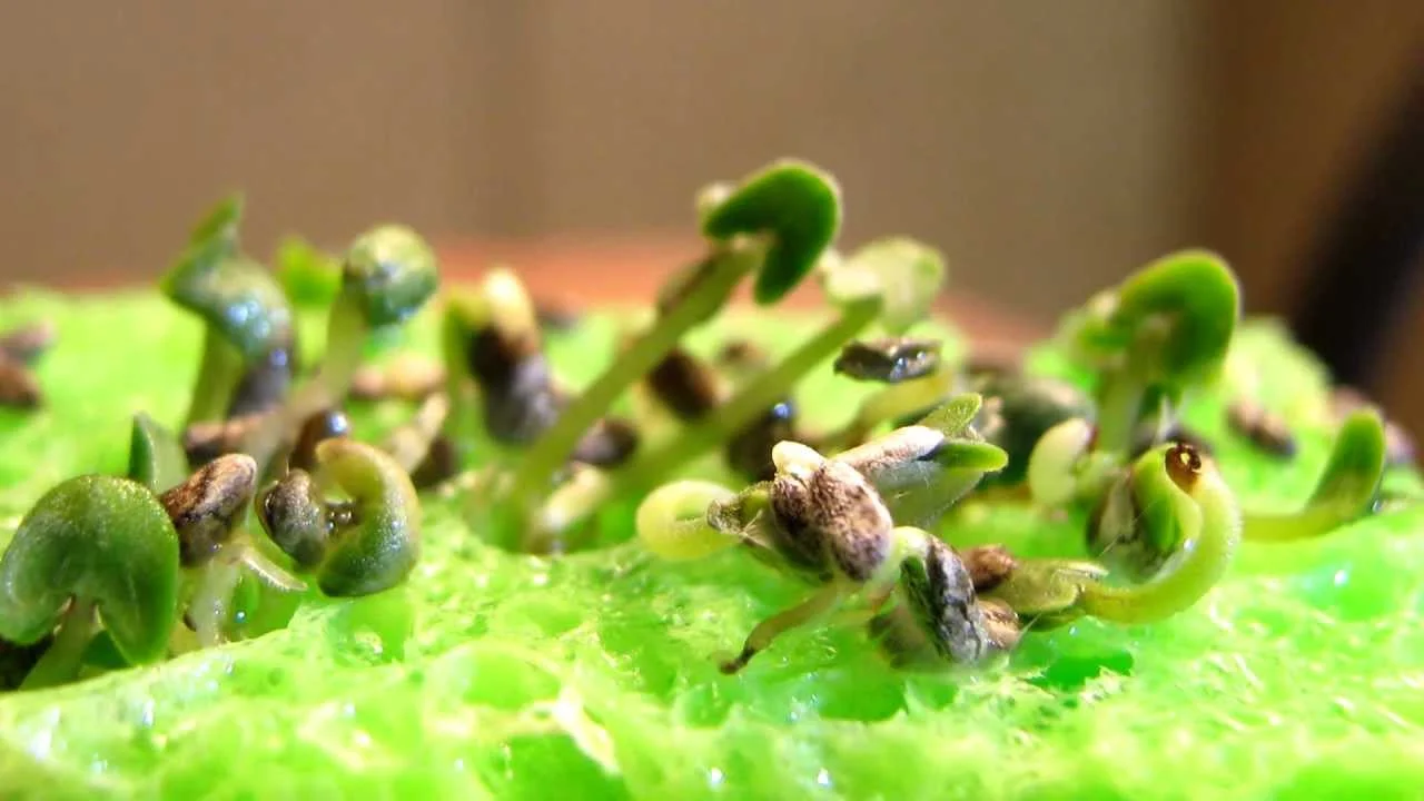 The Benefits of Chia Seeds&nbsp;with&nbsp;Ellie Bullen
