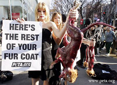 Are you an Annoying Vegan? - When Becoming Too Radical For What You Believe In Goes Wrong