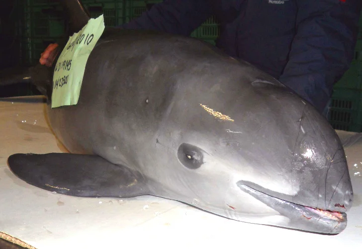 Vaquita-extinction-11.jpg
