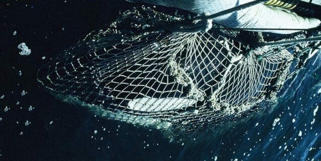 Lolita-in-Net-637x320.jpg