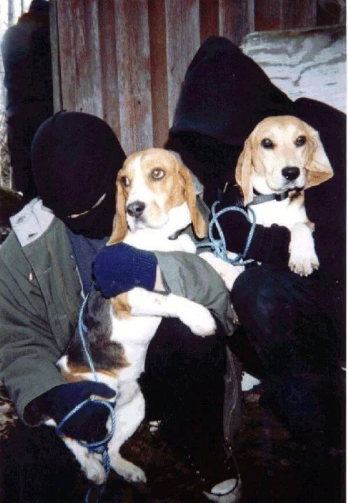 The Animal Liberation Front - Radical Animal Rights Activism By Any Means Necessary!