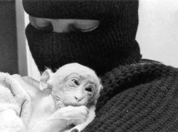 The Animal Liberation Front - Radical Animal Rights Activism By Any Means Necessary!
