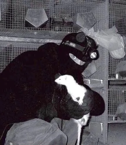 The Animal Liberation Front - Radical Animal Rights Activism By Any Means Necessary!