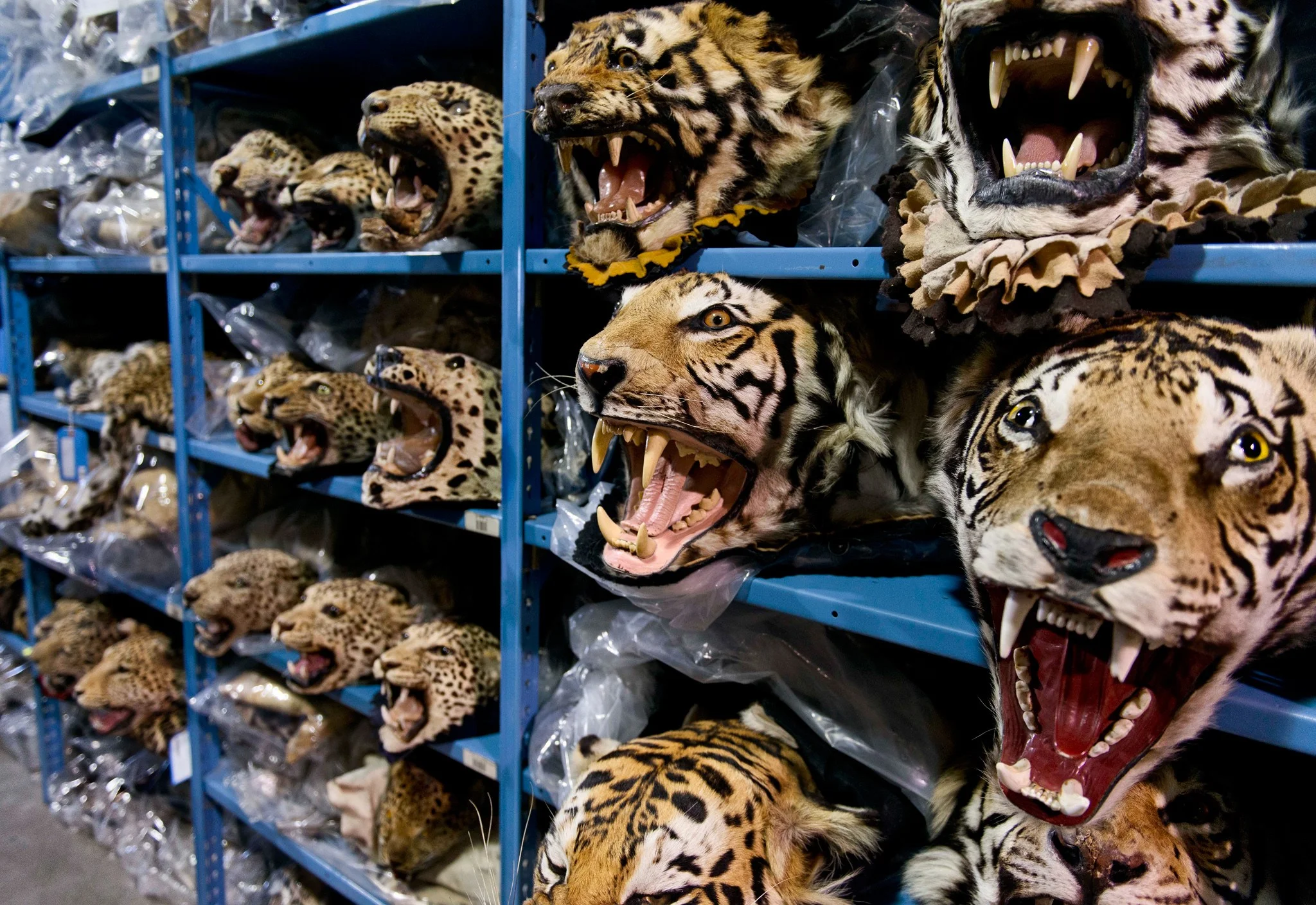 Wildlife Trafficking - A Merciless Slave Trade And Ongoing Genocide