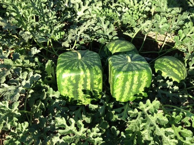 Plant Based Food Rarities - Raw Haute Cuisine As Premium And Prestigious As It Can Ever Get