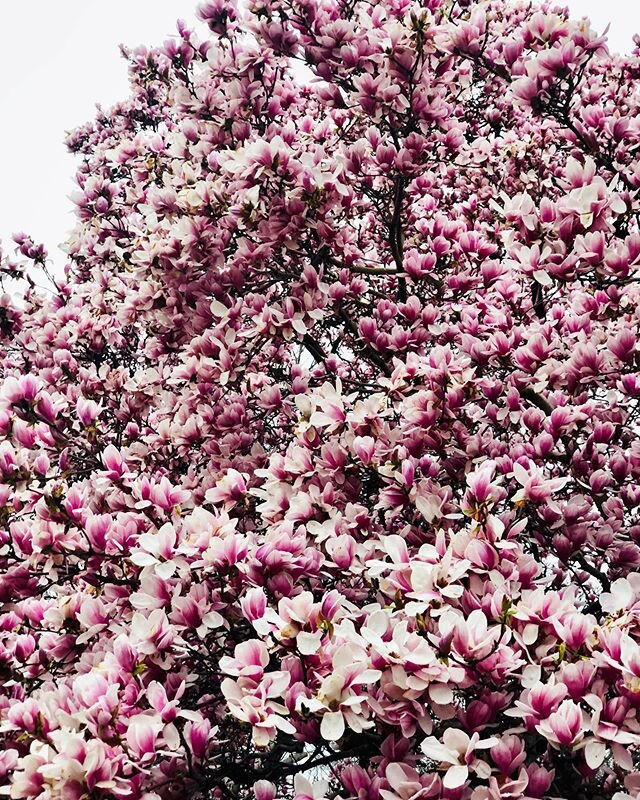 Monday motivation courtesy of the most beautiful saucer magnolia trees in Central Park, just behind @metmuseum. #centralpark #nature #monday #beauty #saucermagnolia #nyc #extrovertchallenge