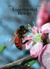  Lema, S.C. and Nevitt, G.A. 2004.&nbsp; Evidence that thyroid hormone induces olfactory cellular proliferation in salmon during a sensitive period for imprinting. &nbsp;&nbsp; Journal of Experimental Biology  207, 3317-3327. &nbsp;[  PDF  ] 