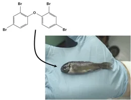 fathead PBDE-47 study.jpg