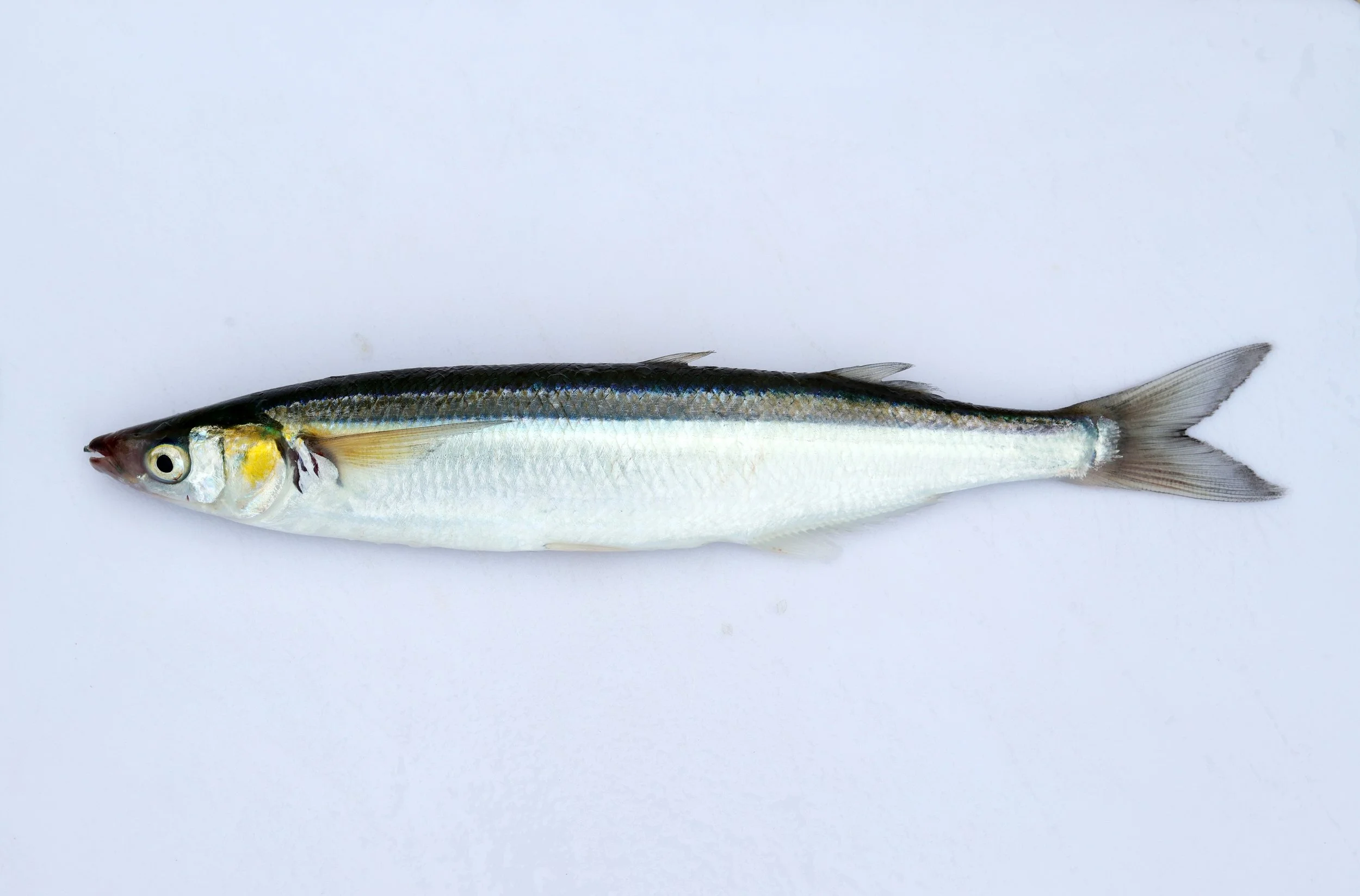 jack silverside2.jpg