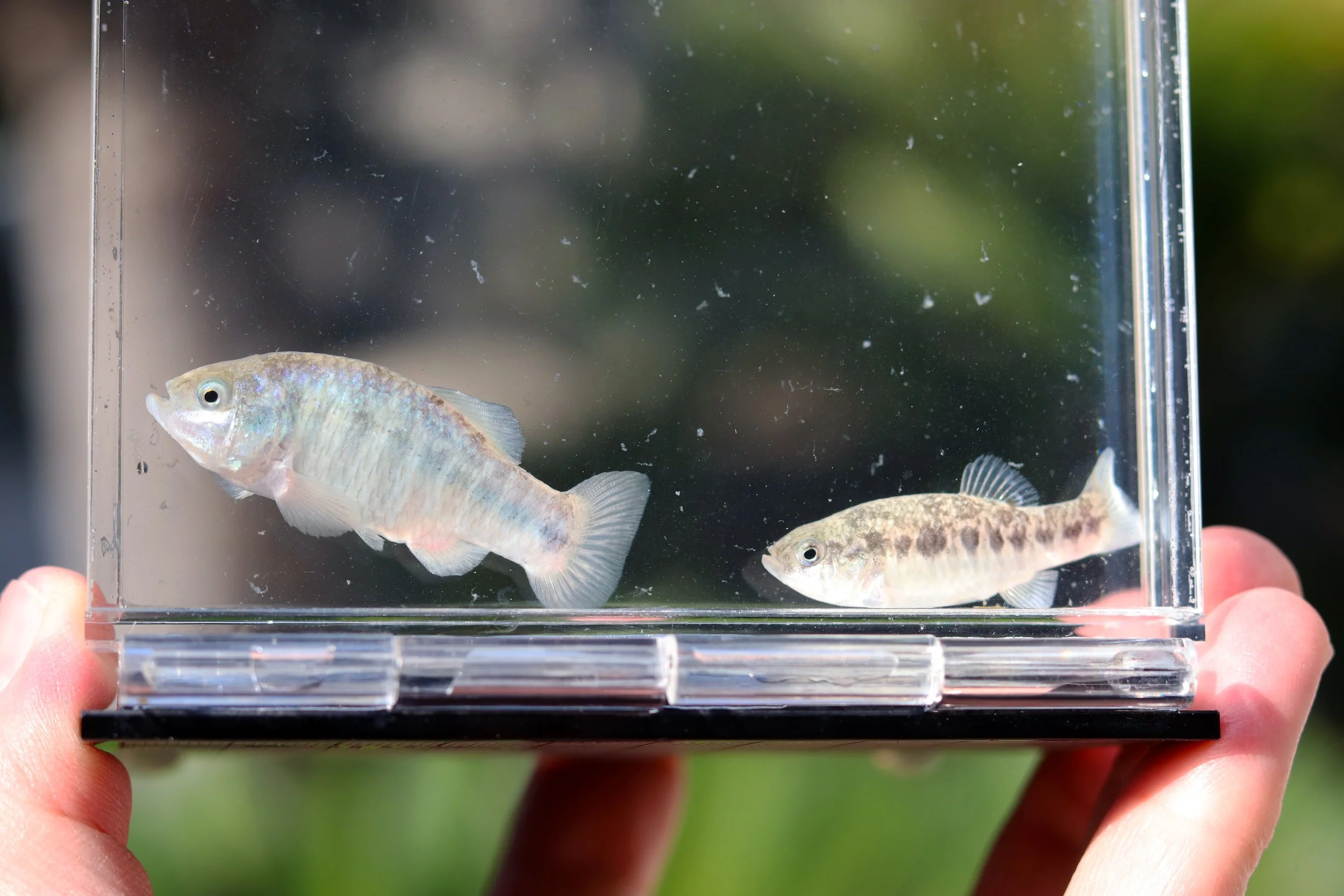Shoshone pupfish-2.jpg