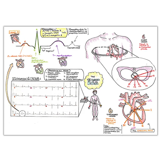 Basic Ecg Interpretation 2 Pages Sarah Clifford Illustration