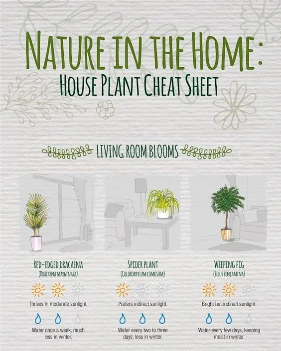 Indoor plants infographic.jpg
