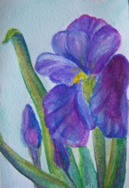 wild iris
