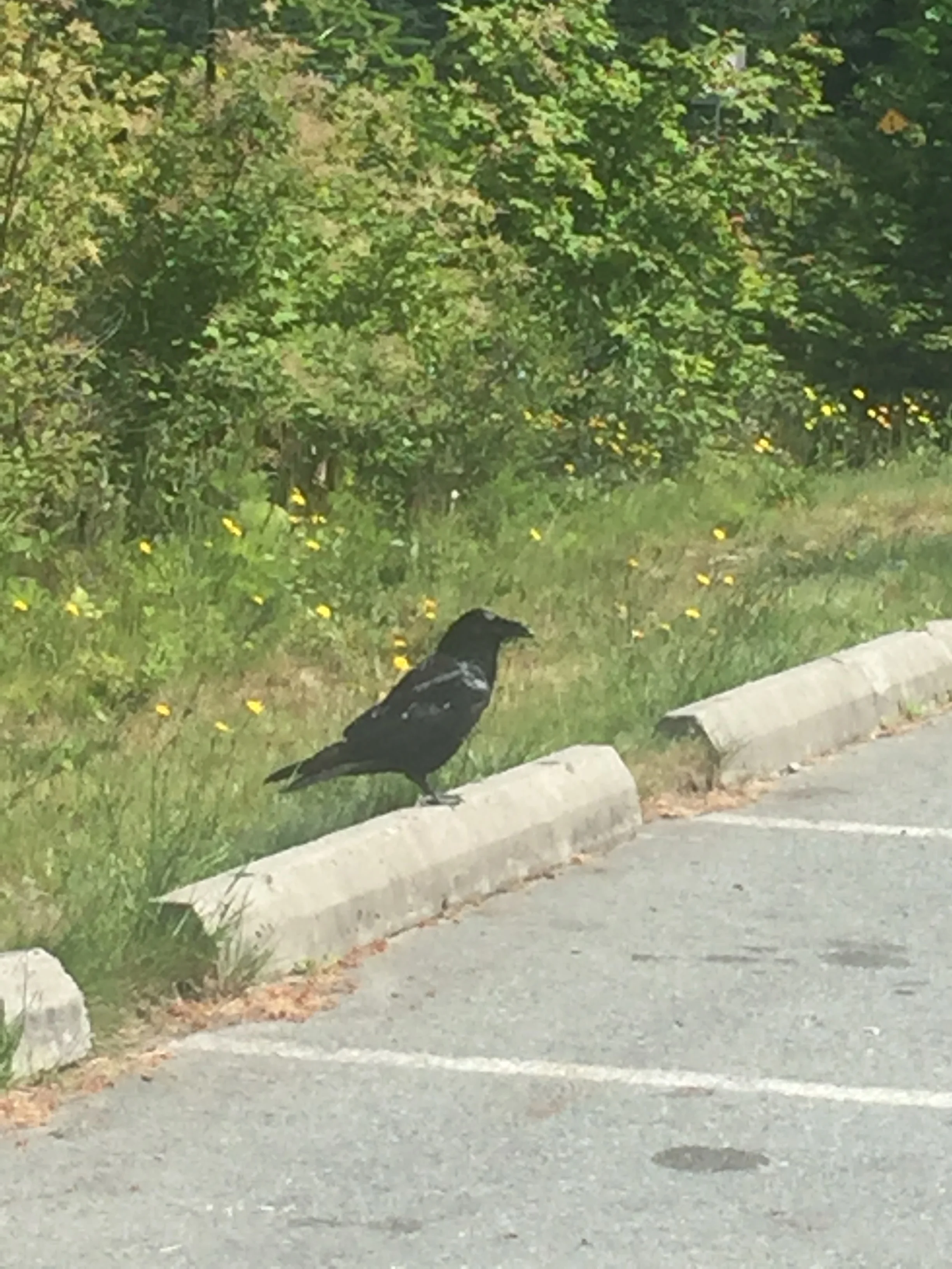 One of my totem animals, the Crow which I ran into quite often in the Pacific NW. 