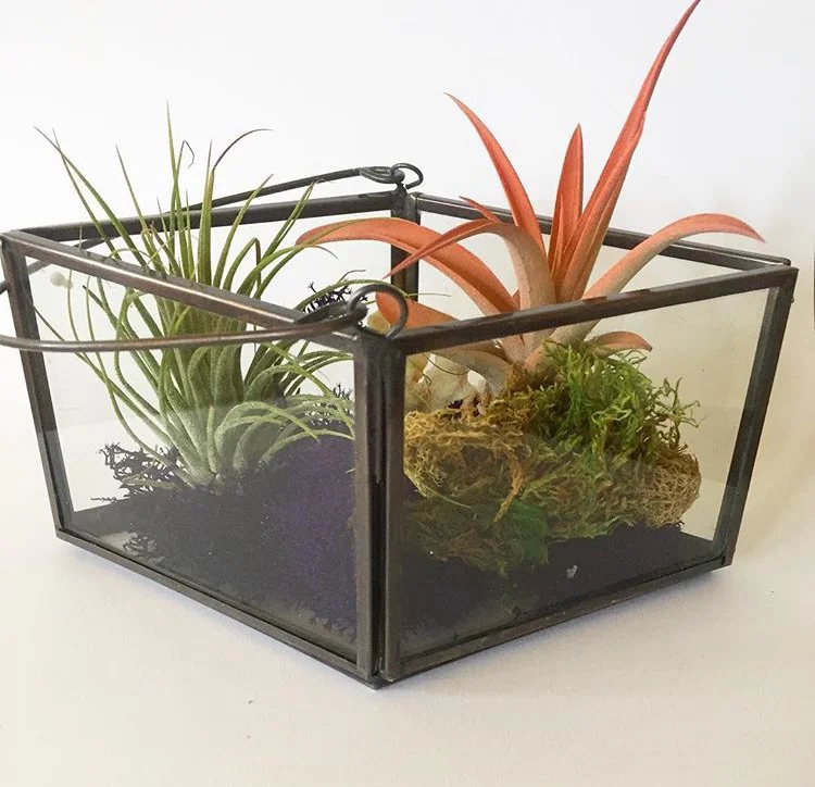 A terrarium I made for my girlfriend. I loved using an air plant with a splash of coral color. The glass case is from TJ Maxx. 