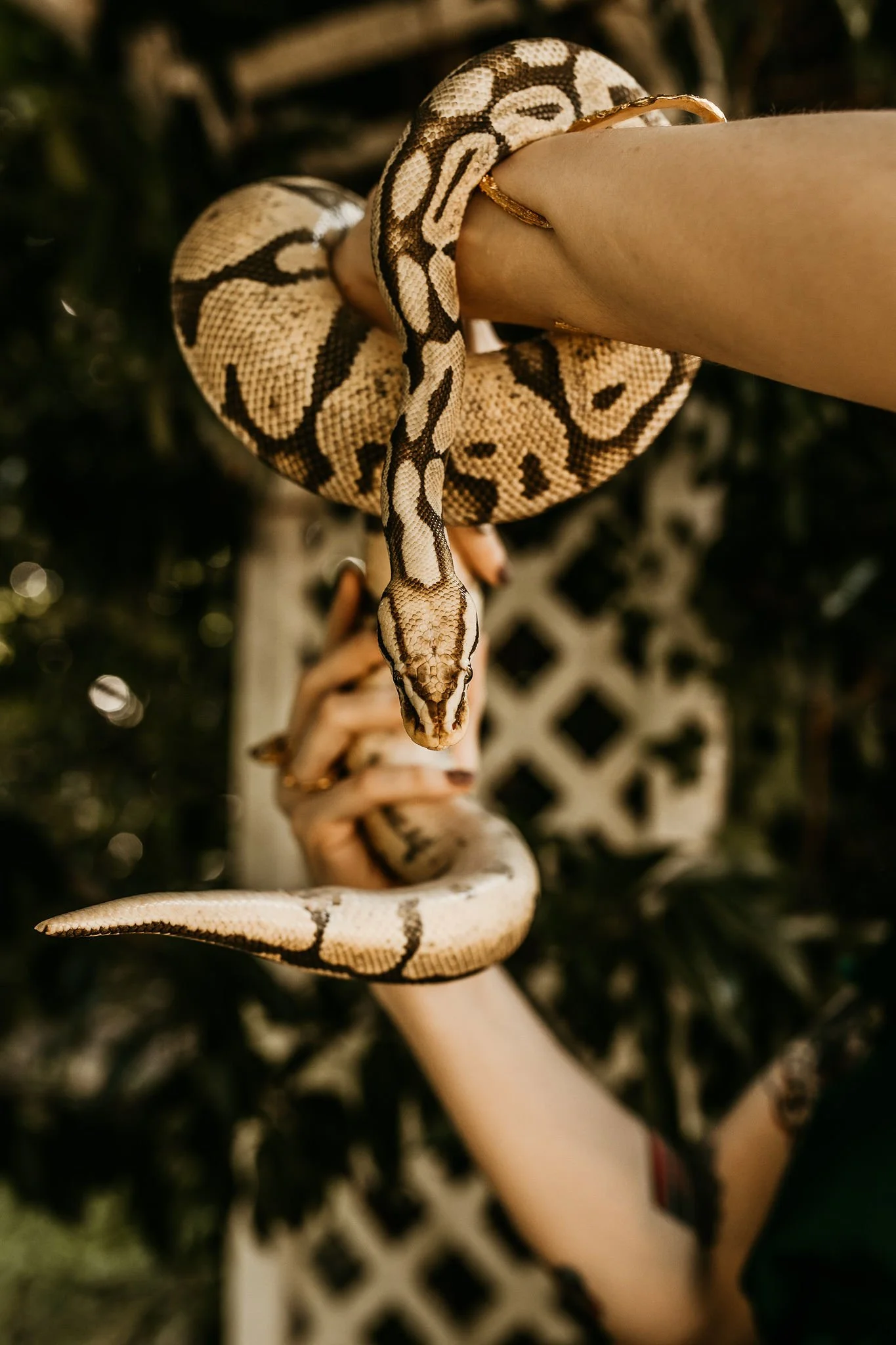 Medea snake.lifestyle shots (11).jpg