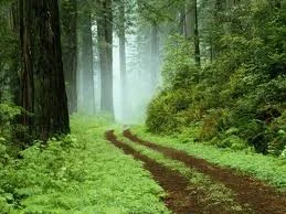 trees.jpg