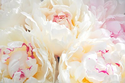 Peonies White.JPG