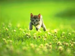 kitten running.jpg
