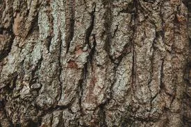 tree bark.jpg
