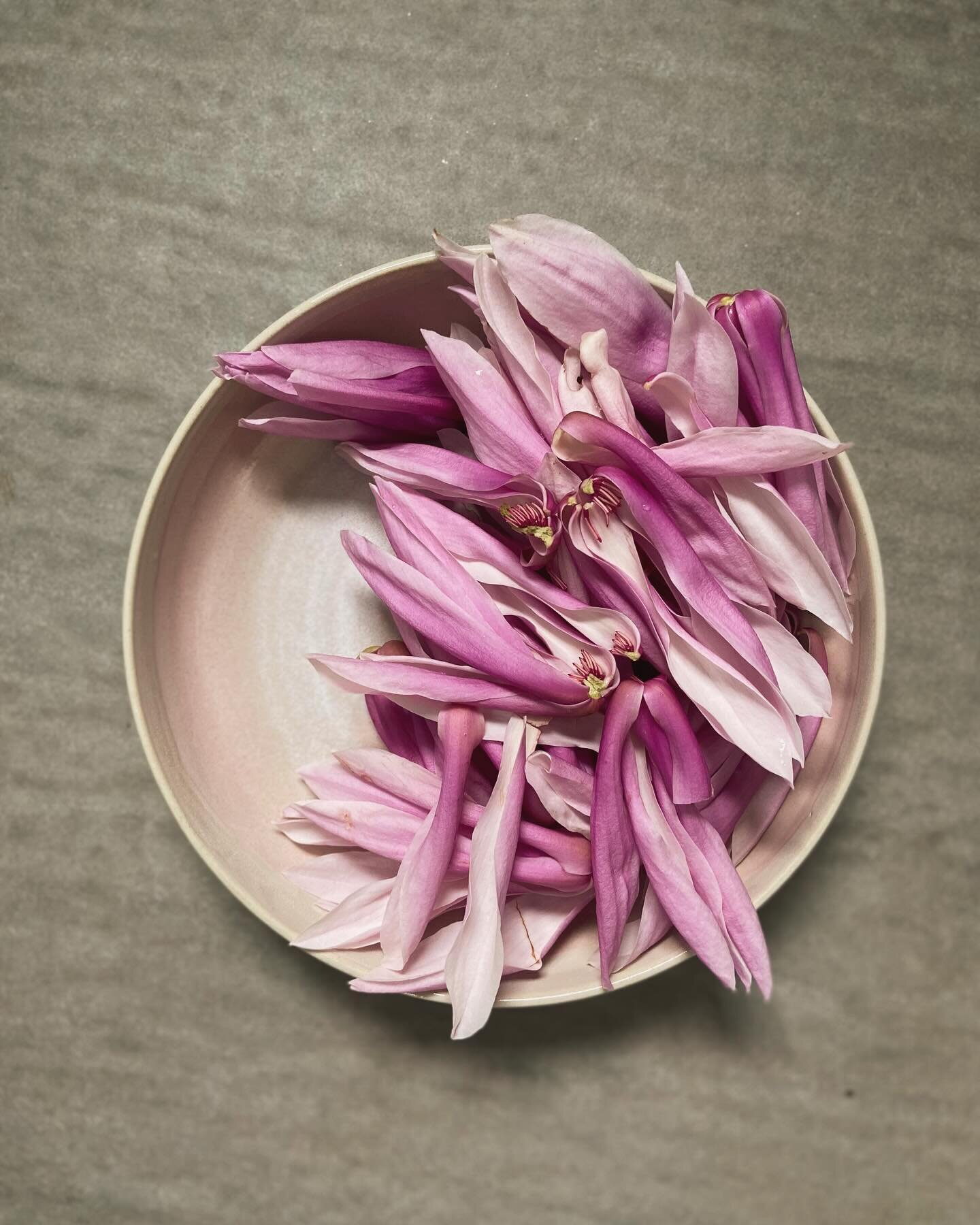 Magnolia flowers from our garden on pale pink glazed stoneware dinner plate. 

Finding a nice pink glaze is difficult if you wish to use just raw materials, but Linda Bloomfield (aka @lindathepotter) has written so many great glaze articles and books