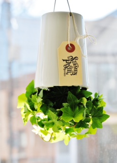 Hedera Helix in a small ceramic planter