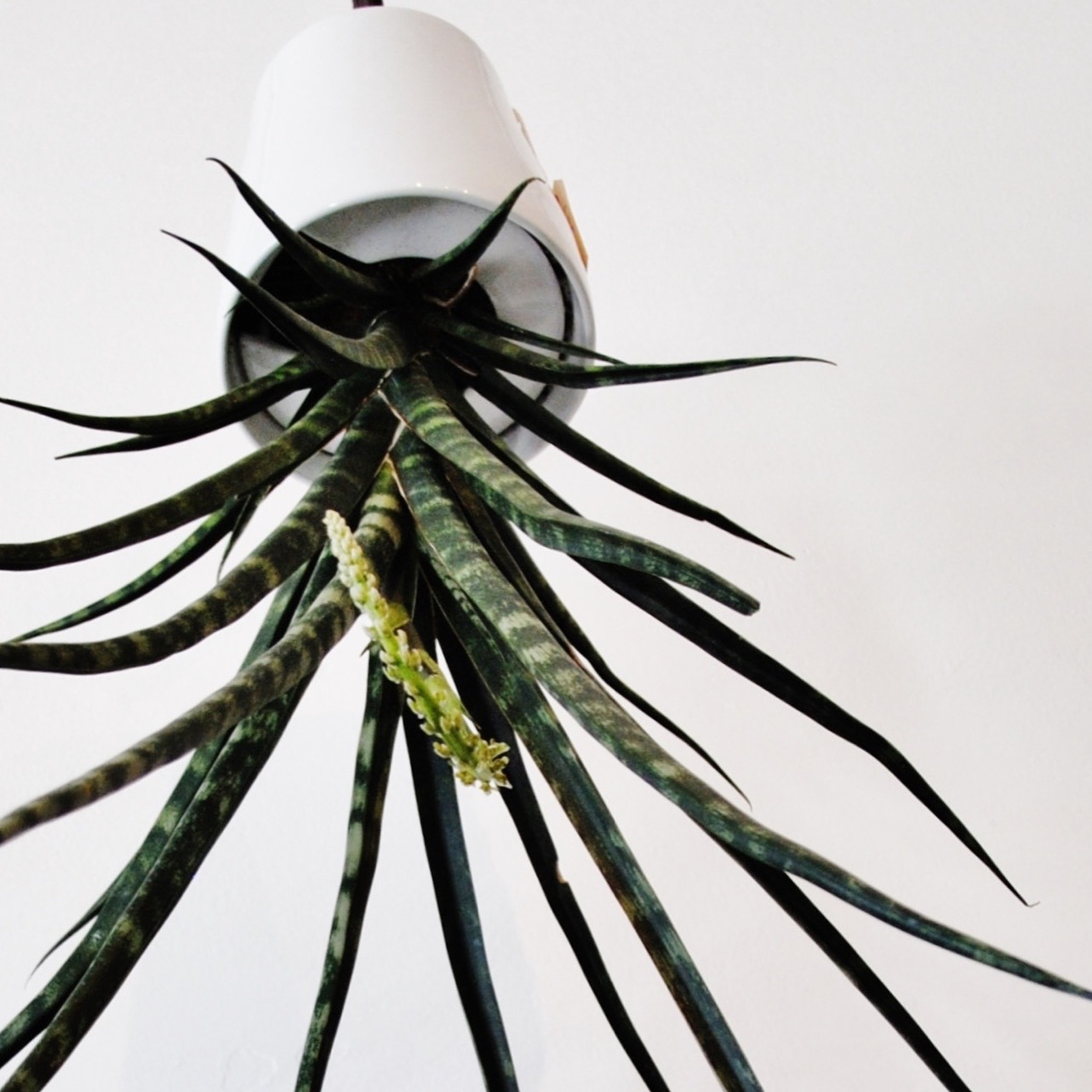Sansevieria Fernwood in medium ceramic planter