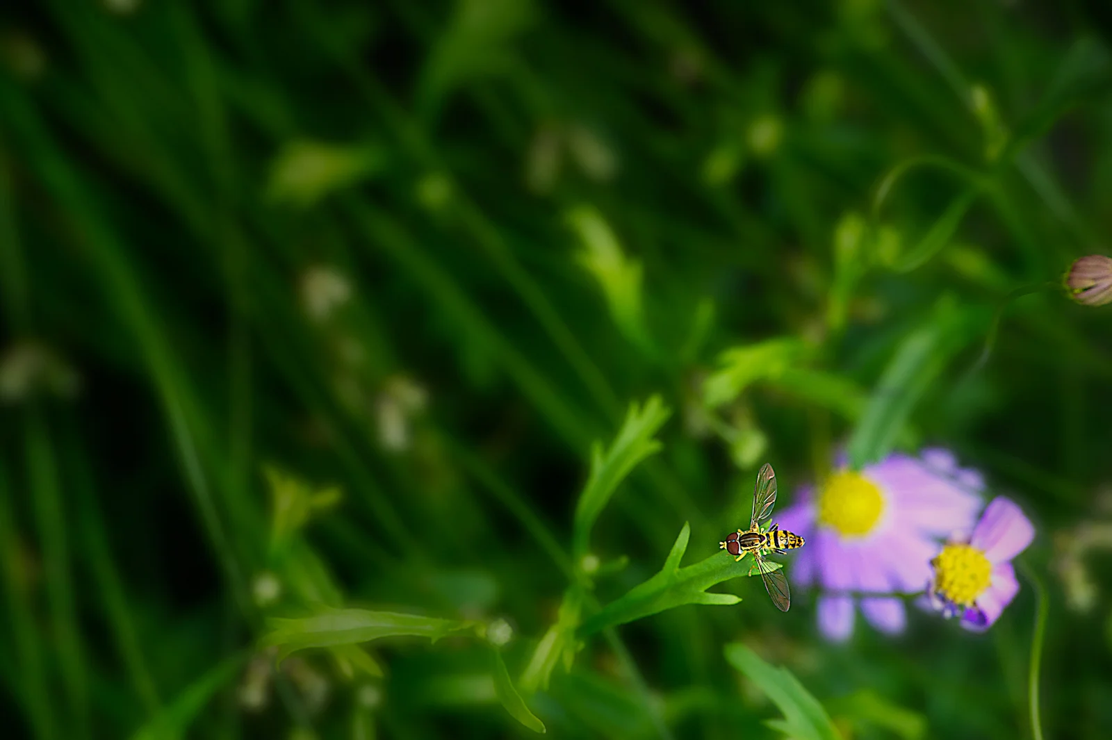 _DSC5258 st10.jpg