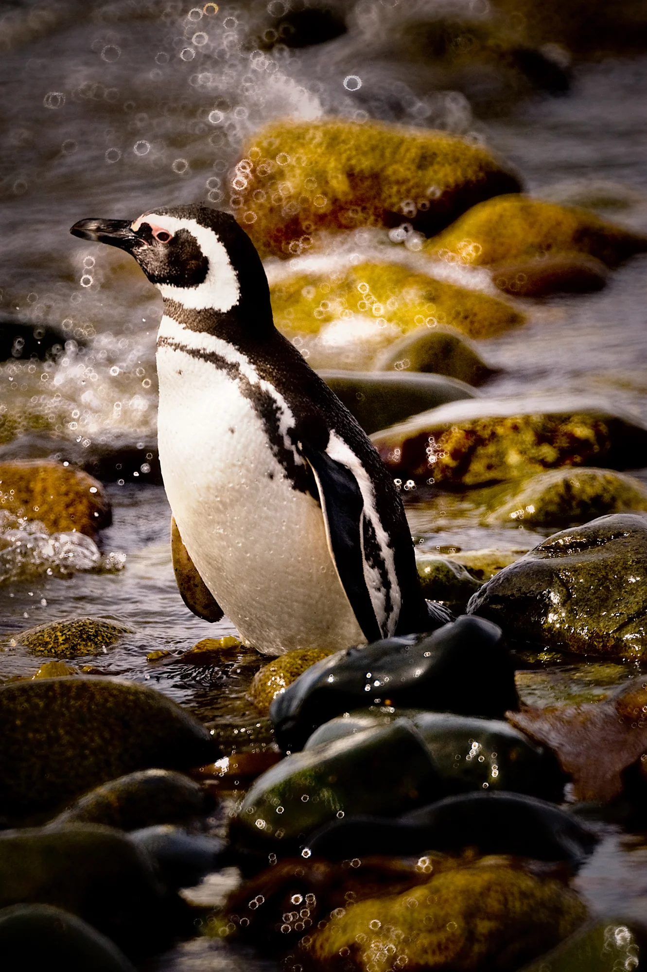 Penguin 1.jpg