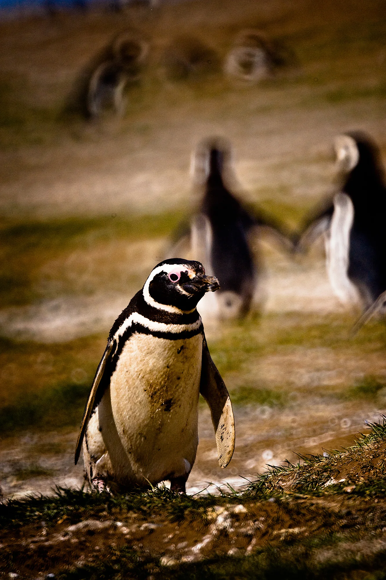 penguins holding hands (1).jpg