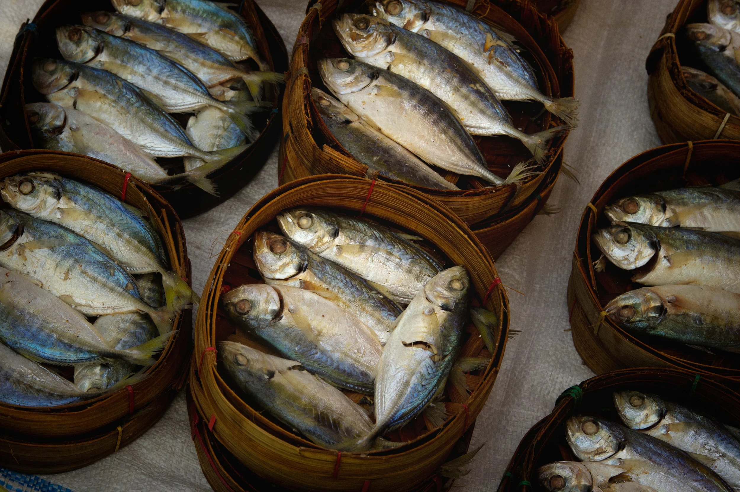 _DSC7110-Edit-Edit fish st 2.jpg