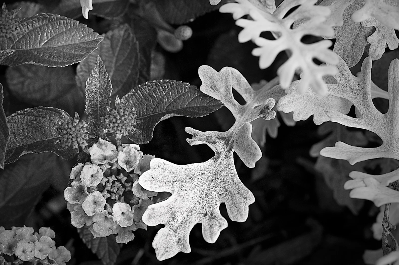 _DSC5296 st4.jpg