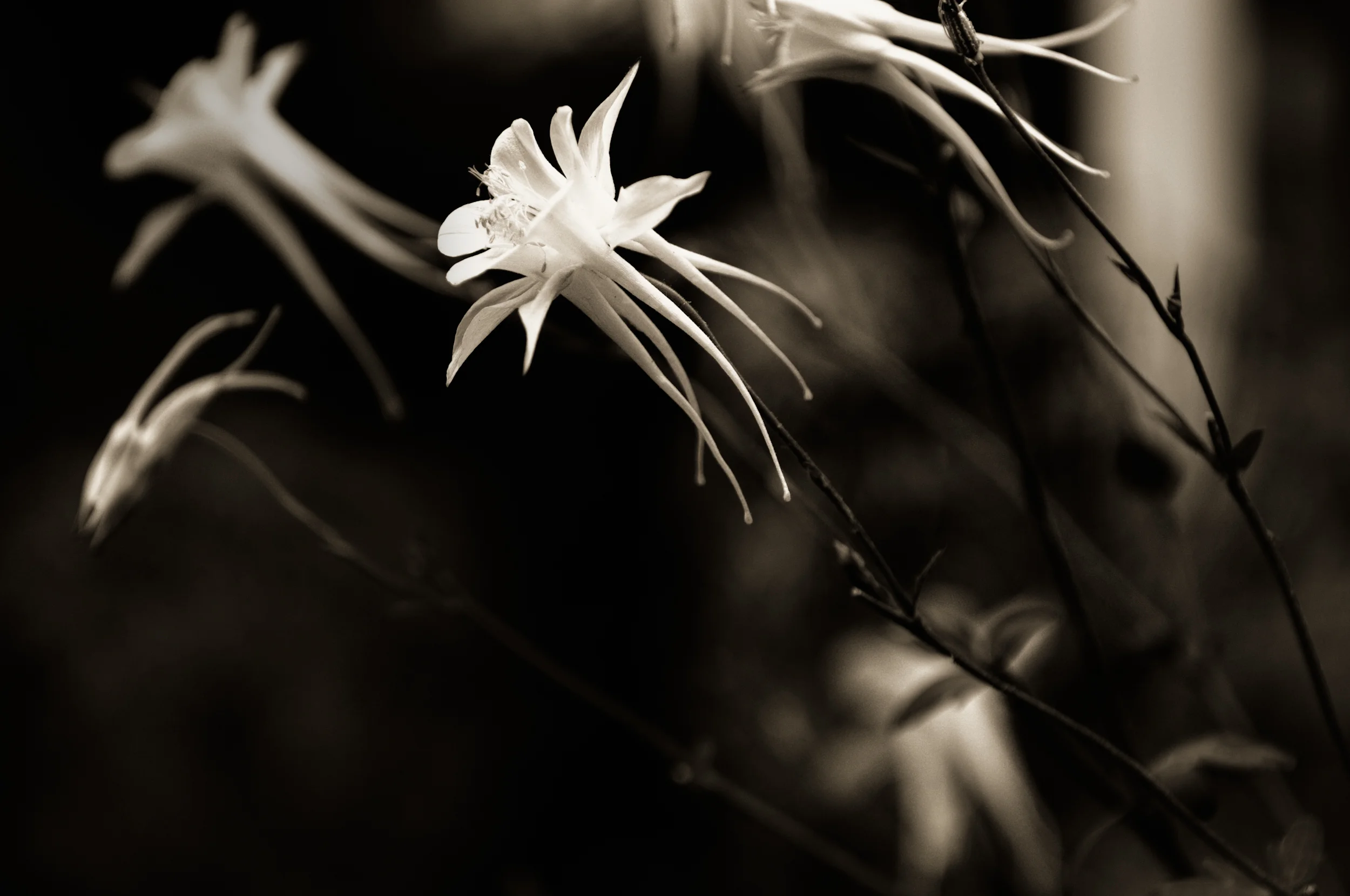 Botanical June 2007-11.jpg
