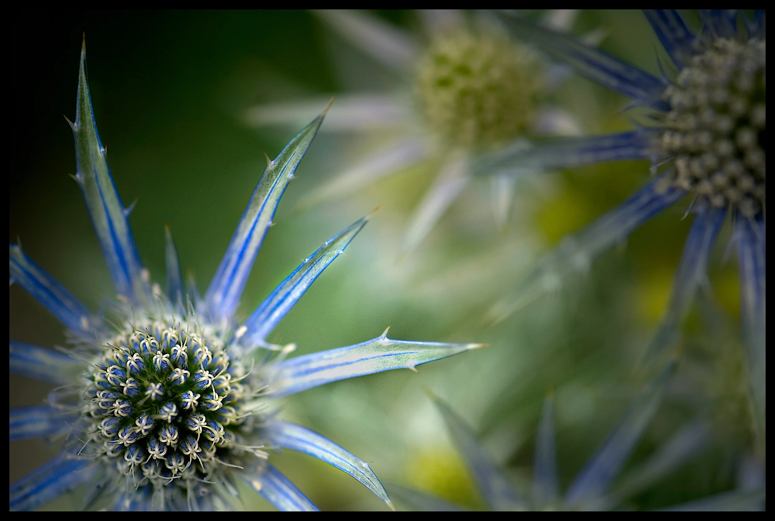 Flower _DSC0099-Edit.jpg