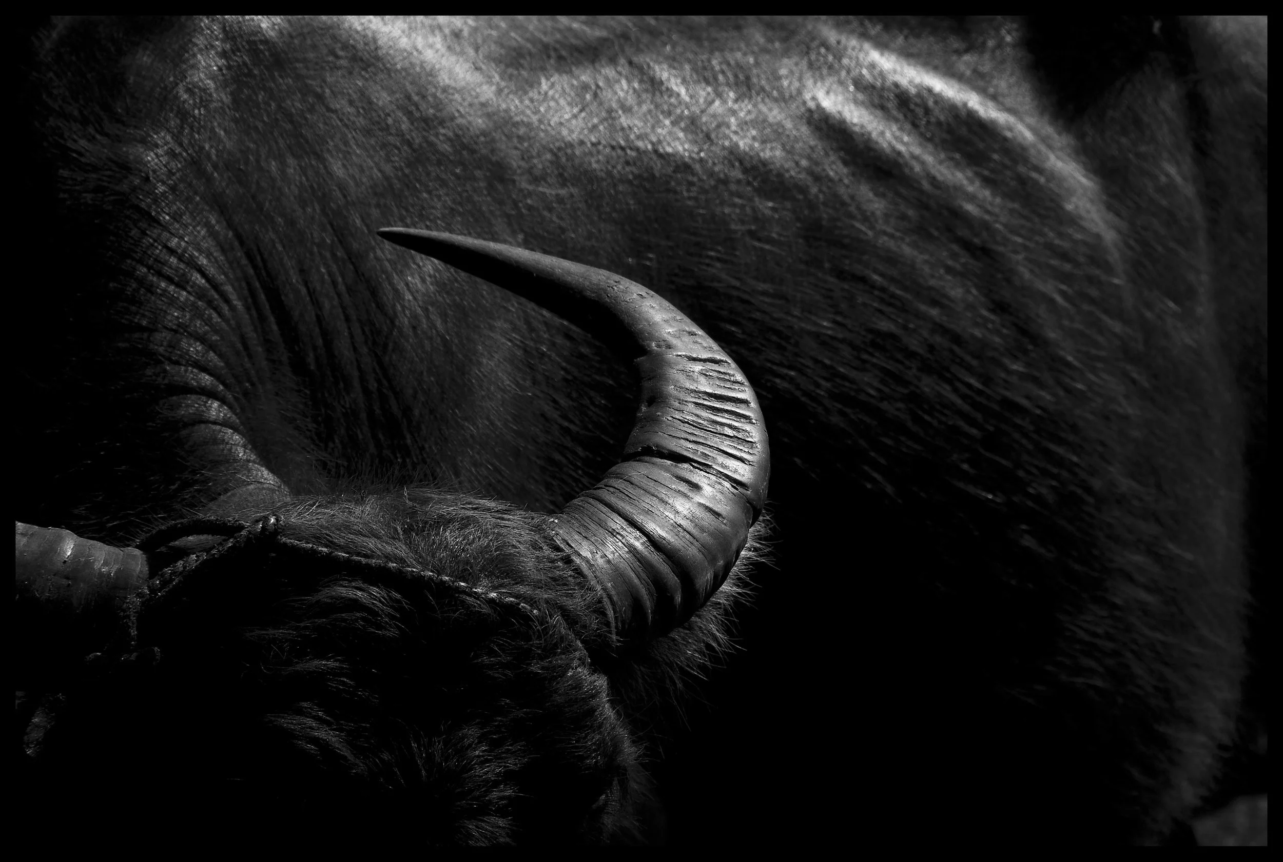 Watter Buffalo Vietnam.jpg
