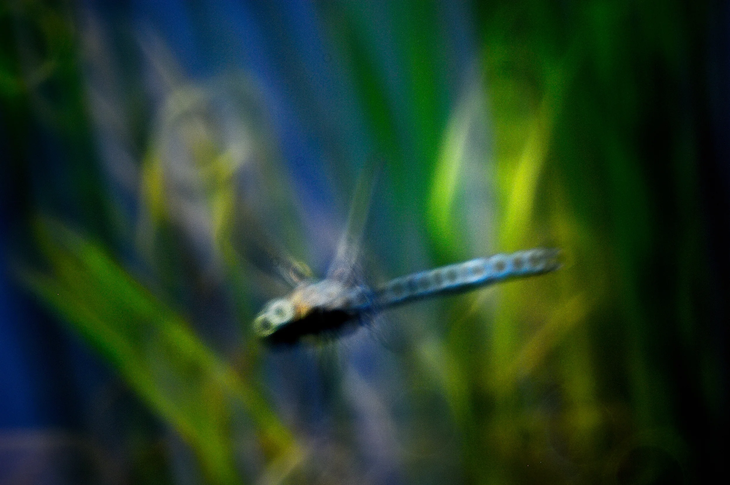 Yosemite-Edit 1firefly.jpg