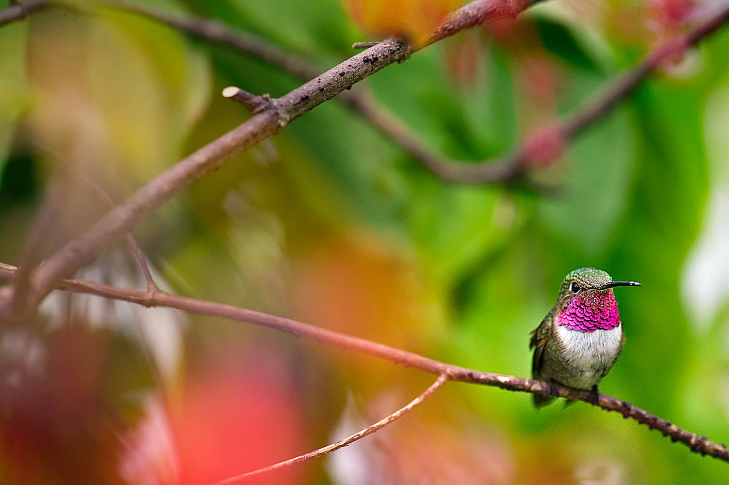 HummingbirdbyAndreReichmann.jpg