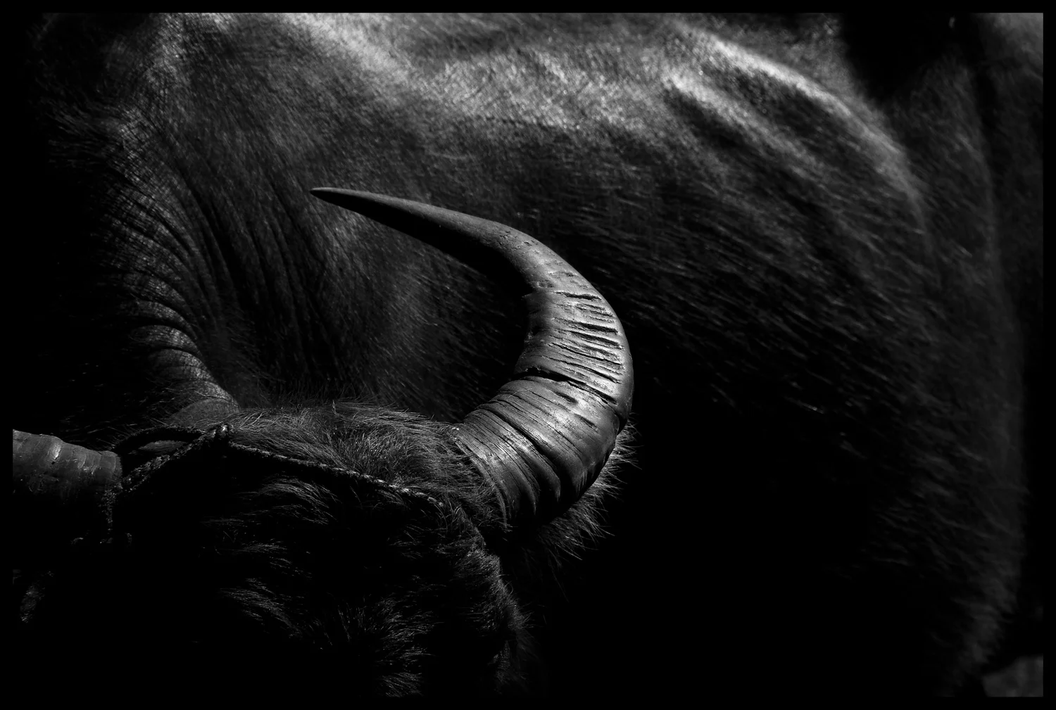 Watter Buffalo Vietnam.jpg