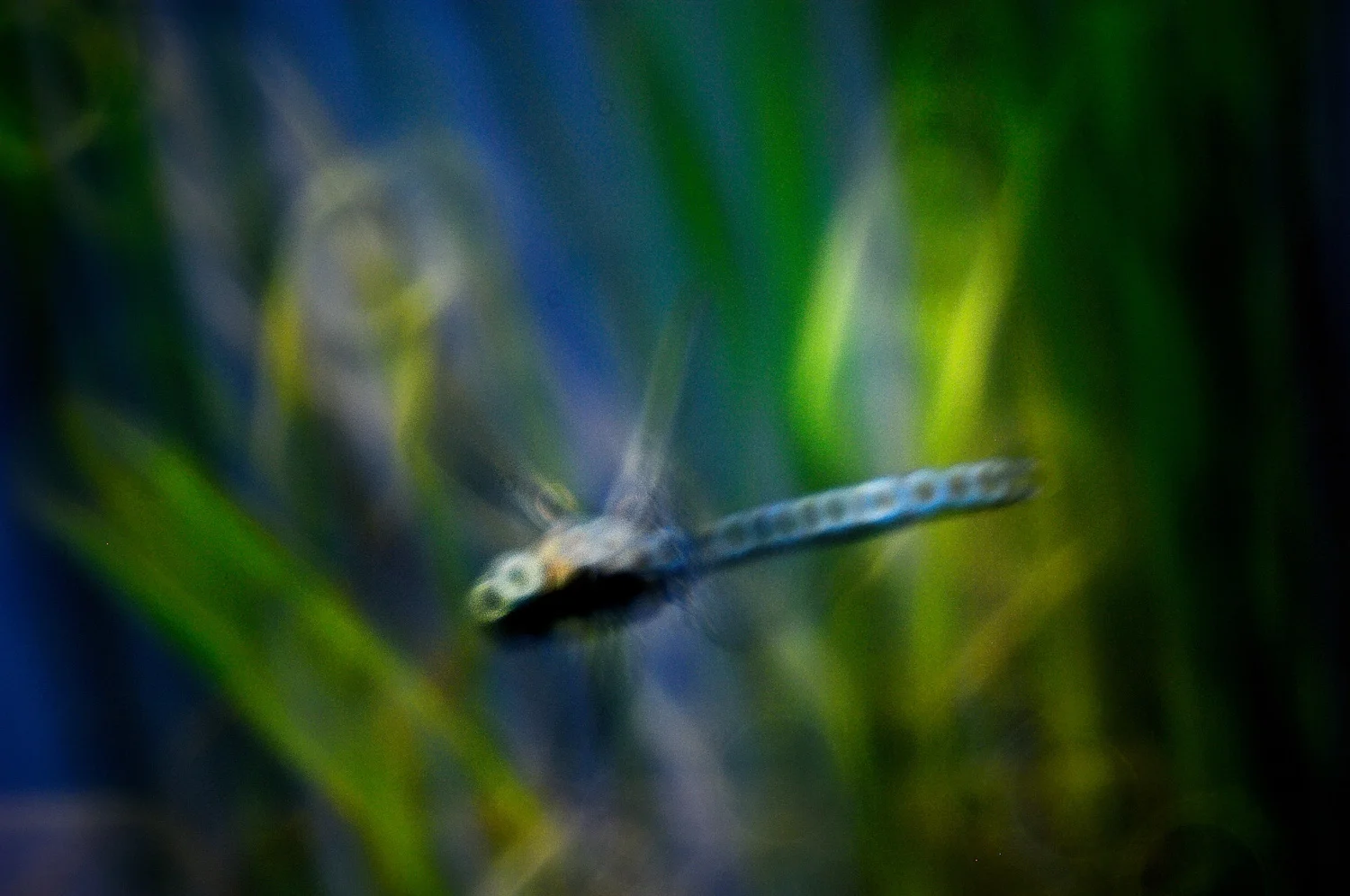 Yosemite-Edit 1firefly.jpg