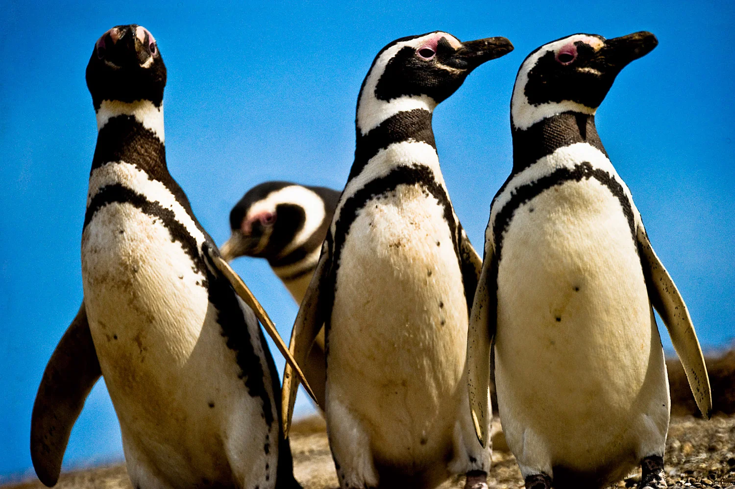 4 penguins.jpg