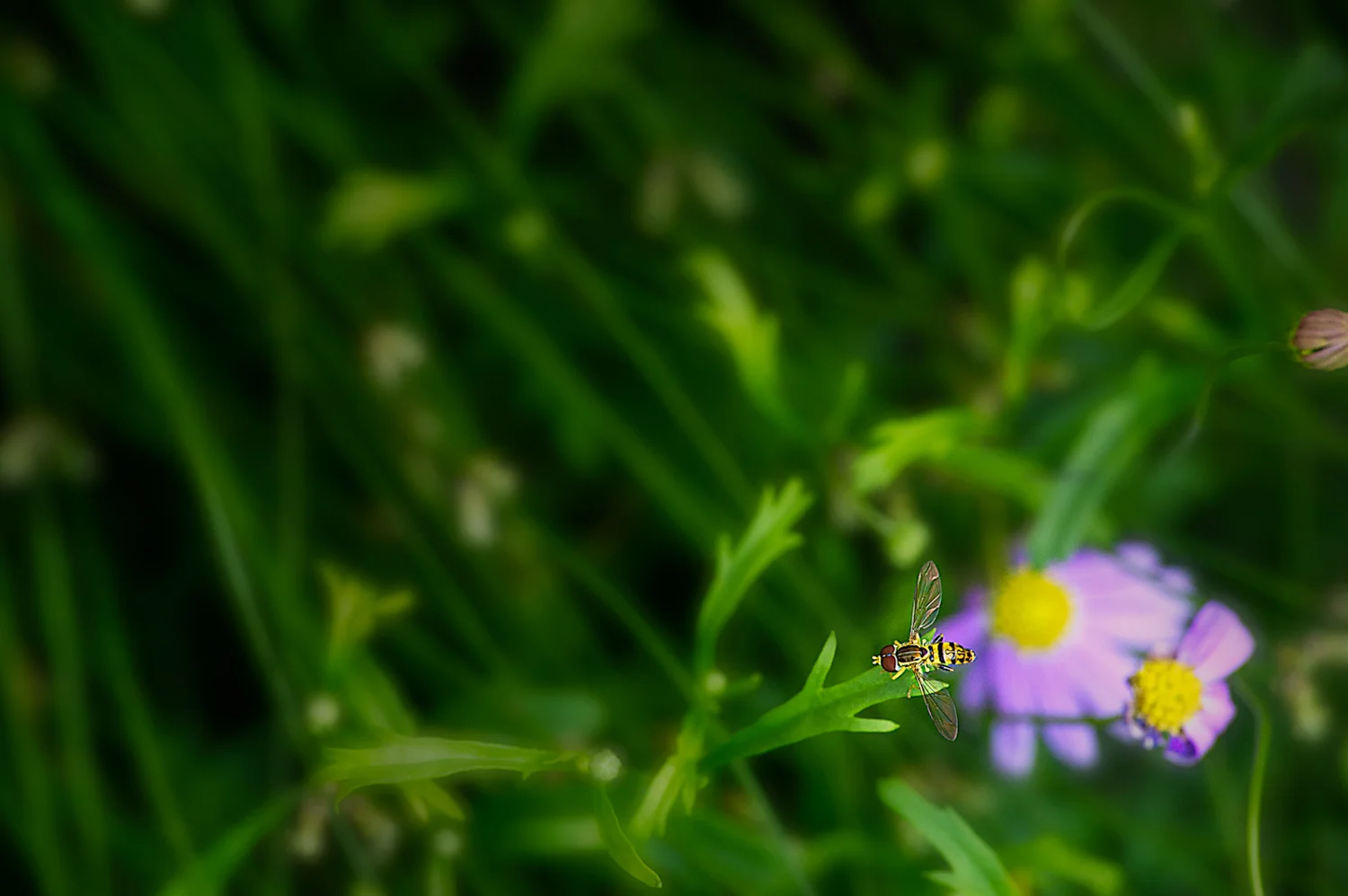 _DSC5258 st10.jpg