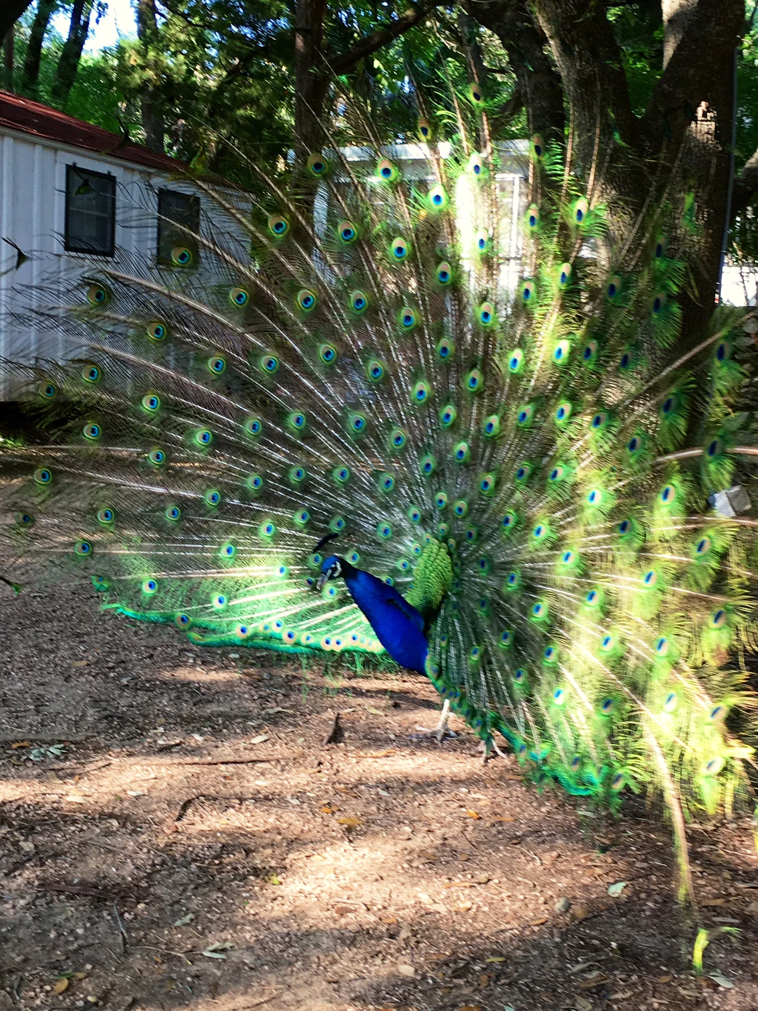 {pretty, happy, funny, real} Murphy people updates in a season of Fortunate Events