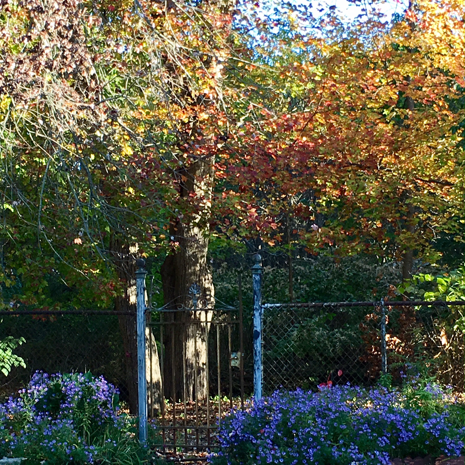 fall yard 13.jpg