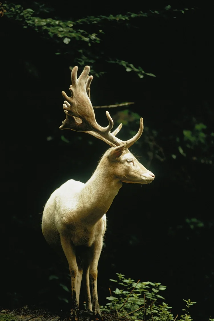 white fallow stag in a switzerland forest ( source )